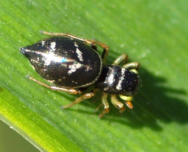 Heliophanus sp - Villorba (TV)